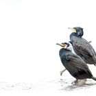 Kormoran (Phalacrocorax carbo)