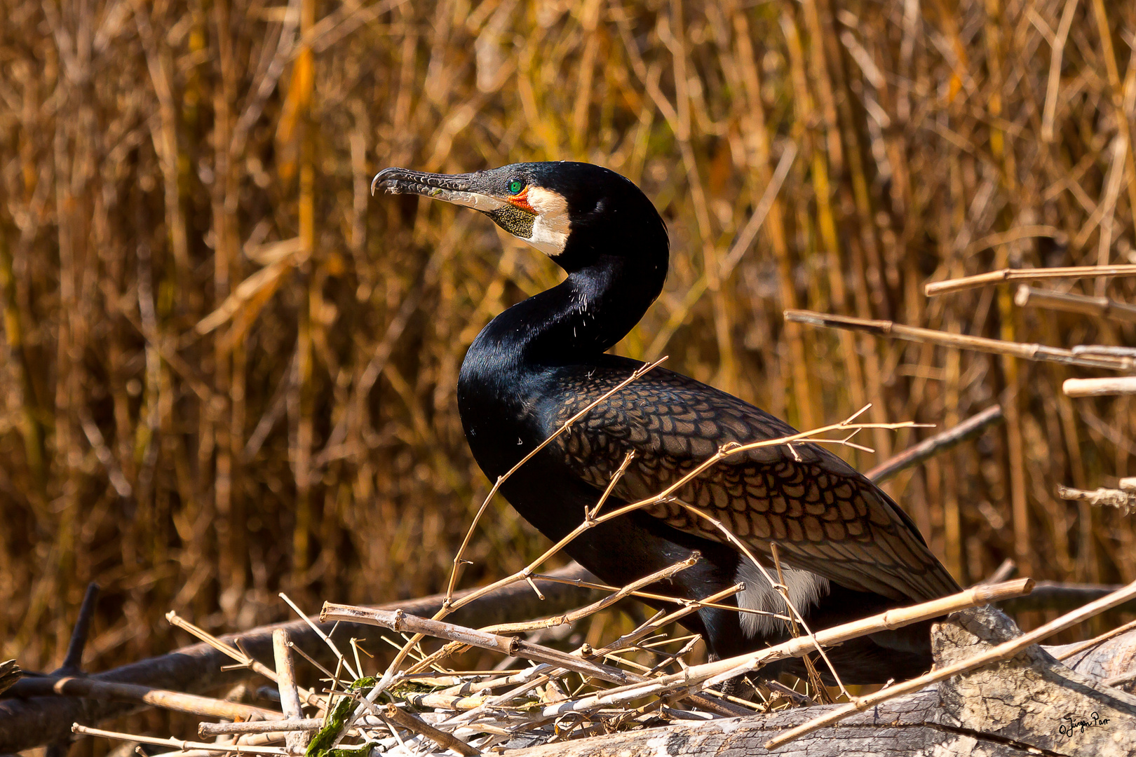 Kormoran (Phalacrocorax carbo)