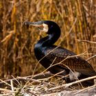 Kormoran (Phalacrocorax carbo)