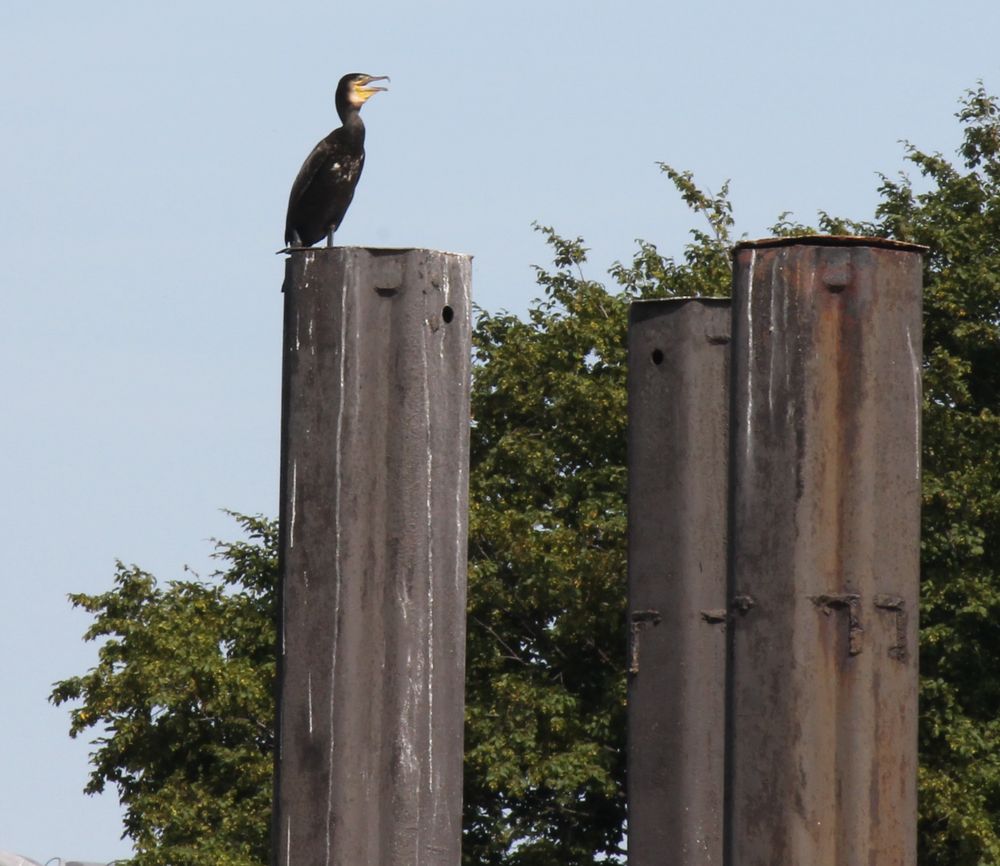 Kormoran (Phalacrocorax carbo)