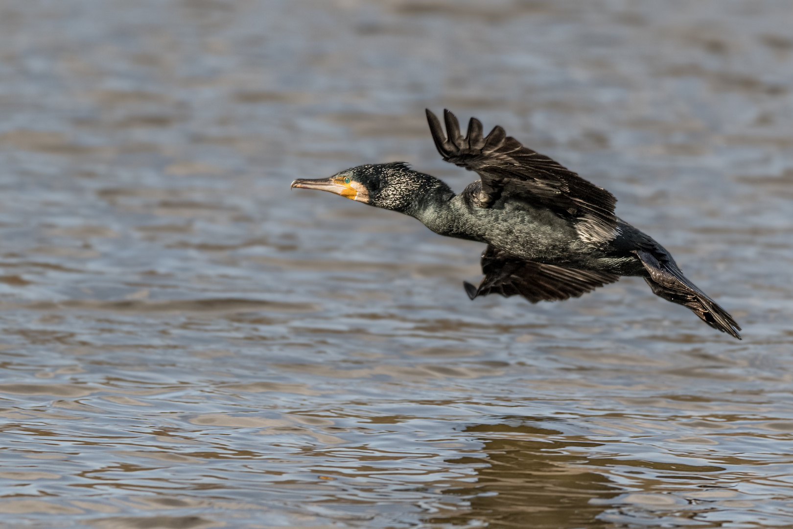 Kormoran (Phalacrocorax carbo)