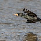 Kormoran (Phalacrocorax carbo)