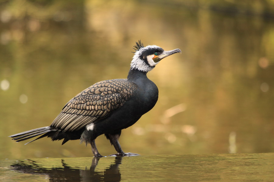 Kormoran ( Phalacrocorax carbo )