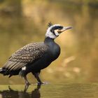 Kormoran ( Phalacrocorax carbo )