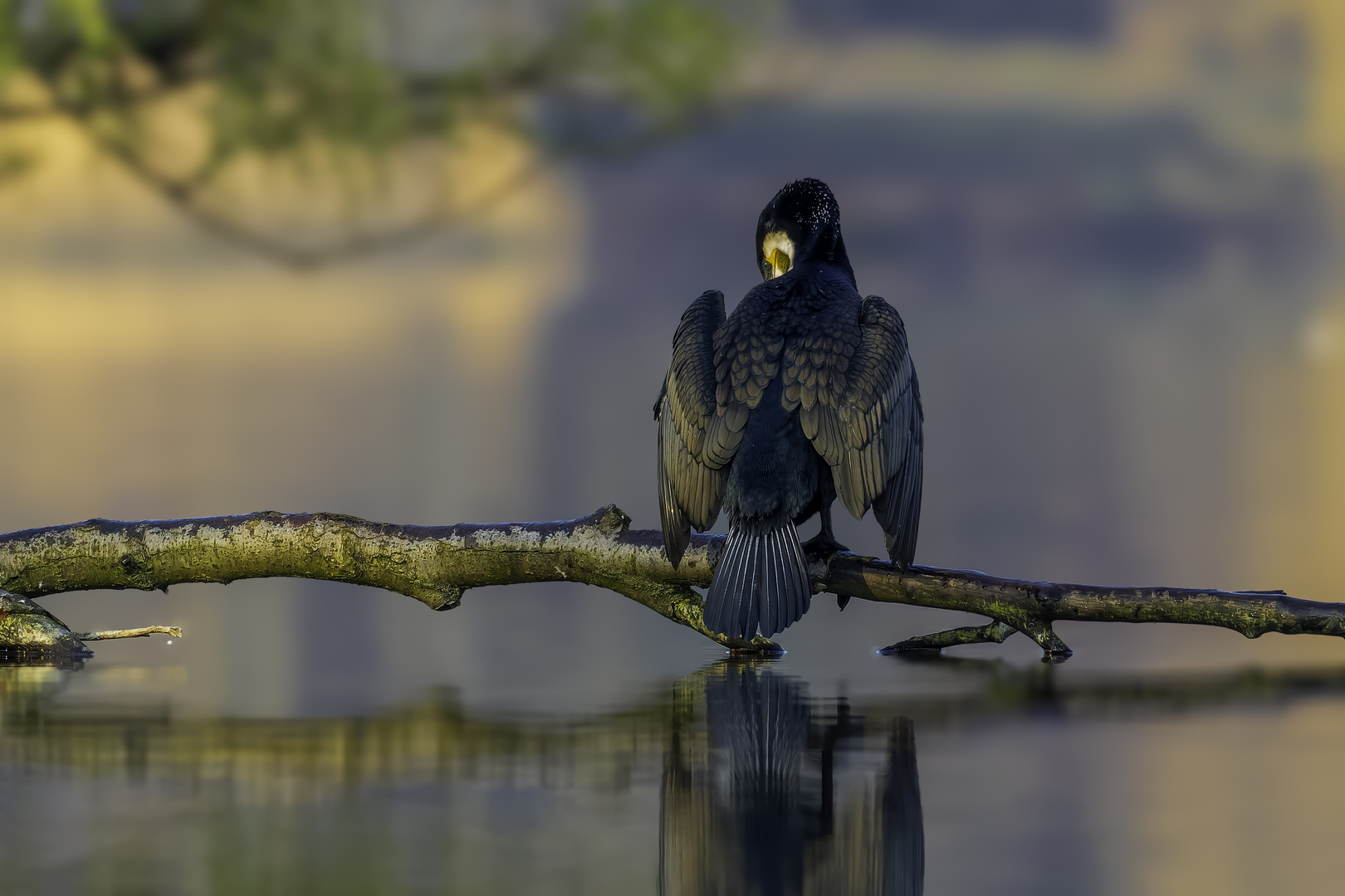 Kormoran (Phalacrocorax carbo)