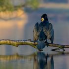 Kormoran (Phalacrocorax carbo)