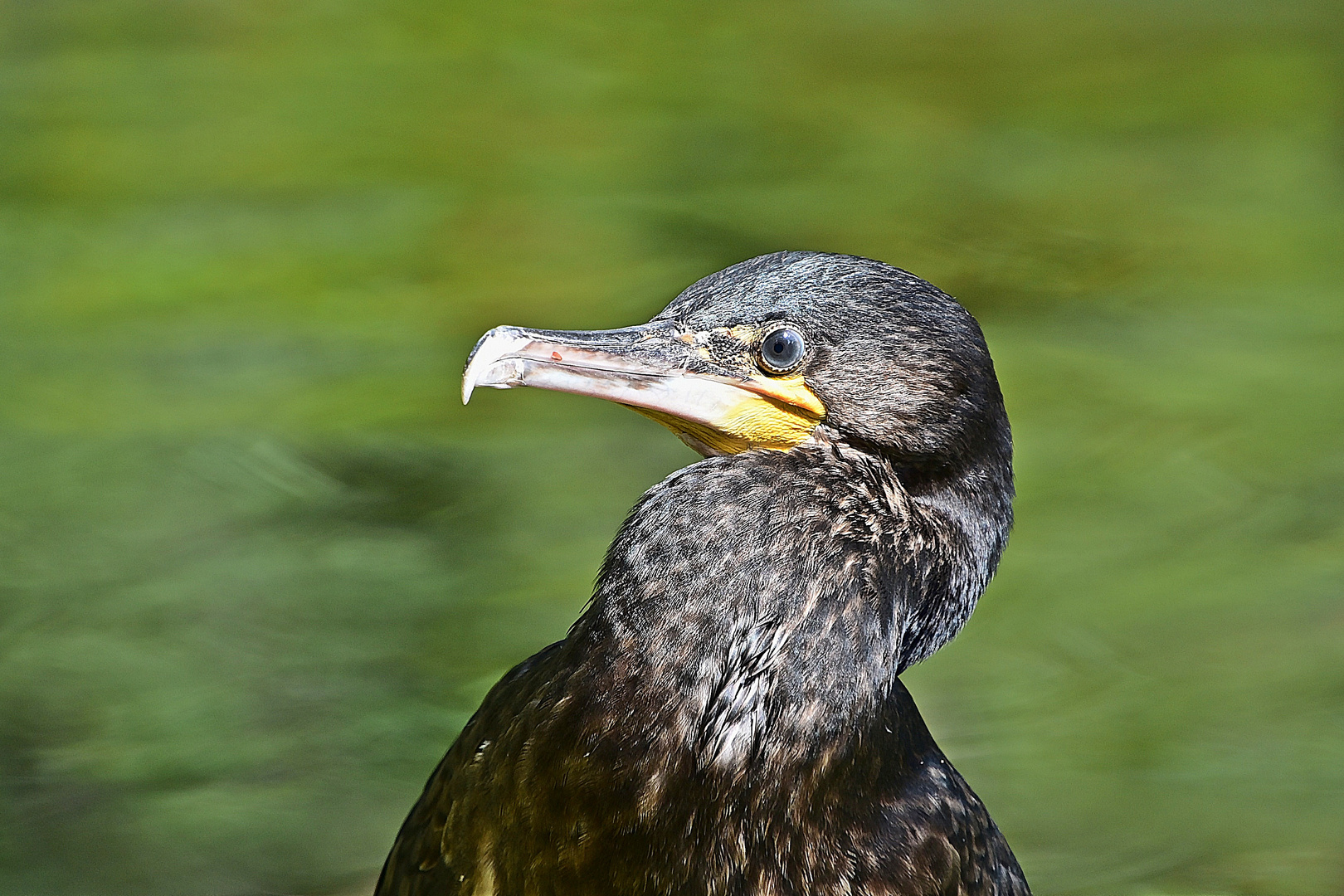 Kormoran (Phalacrocorax carbo)