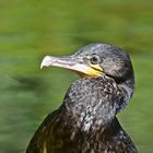 Kormoran (Phalacrocorax carbo)