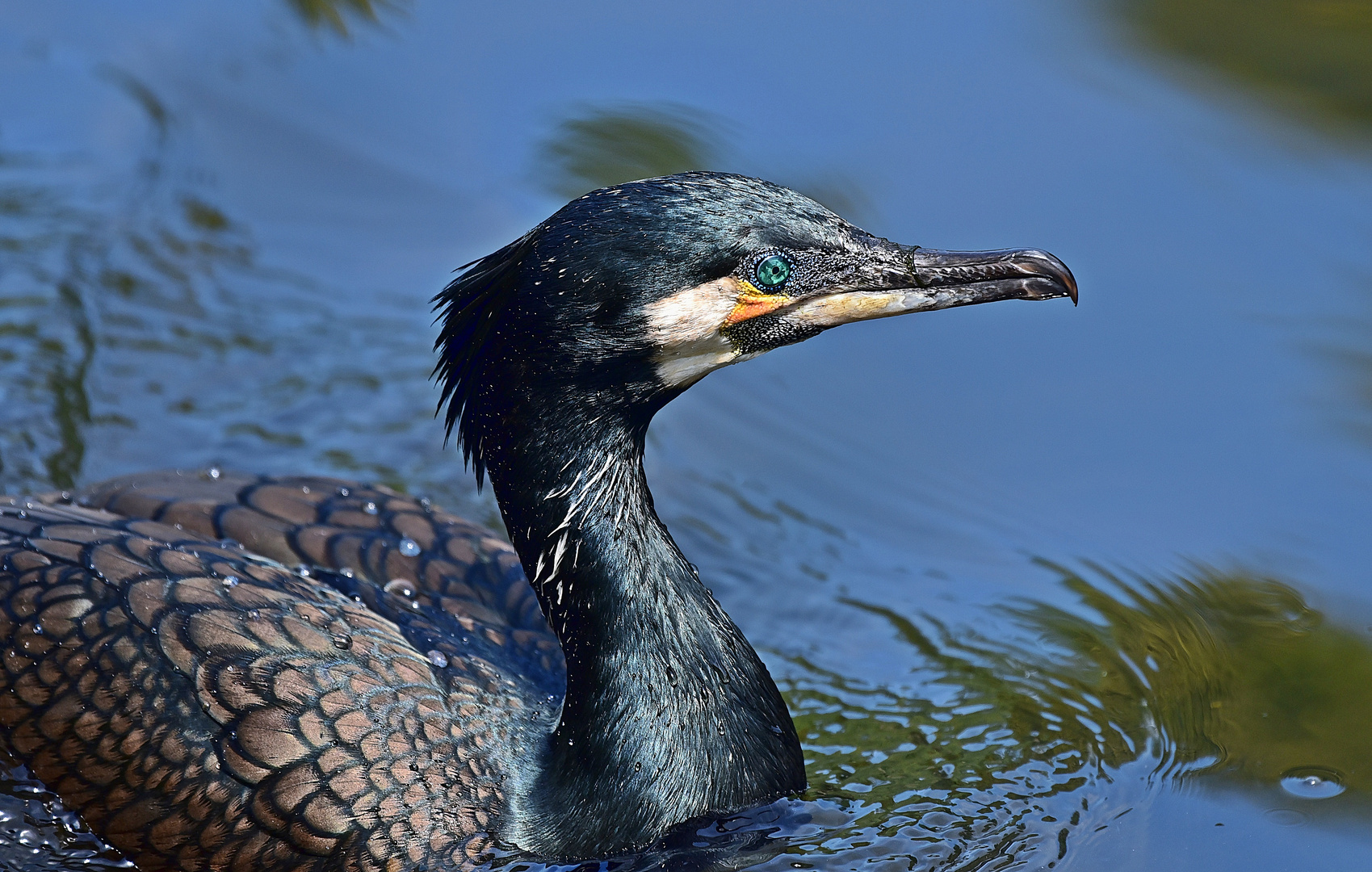 Kormoran (Phalacrocorax carbo)