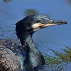 Kormoran (Phalacrocorax carbo)