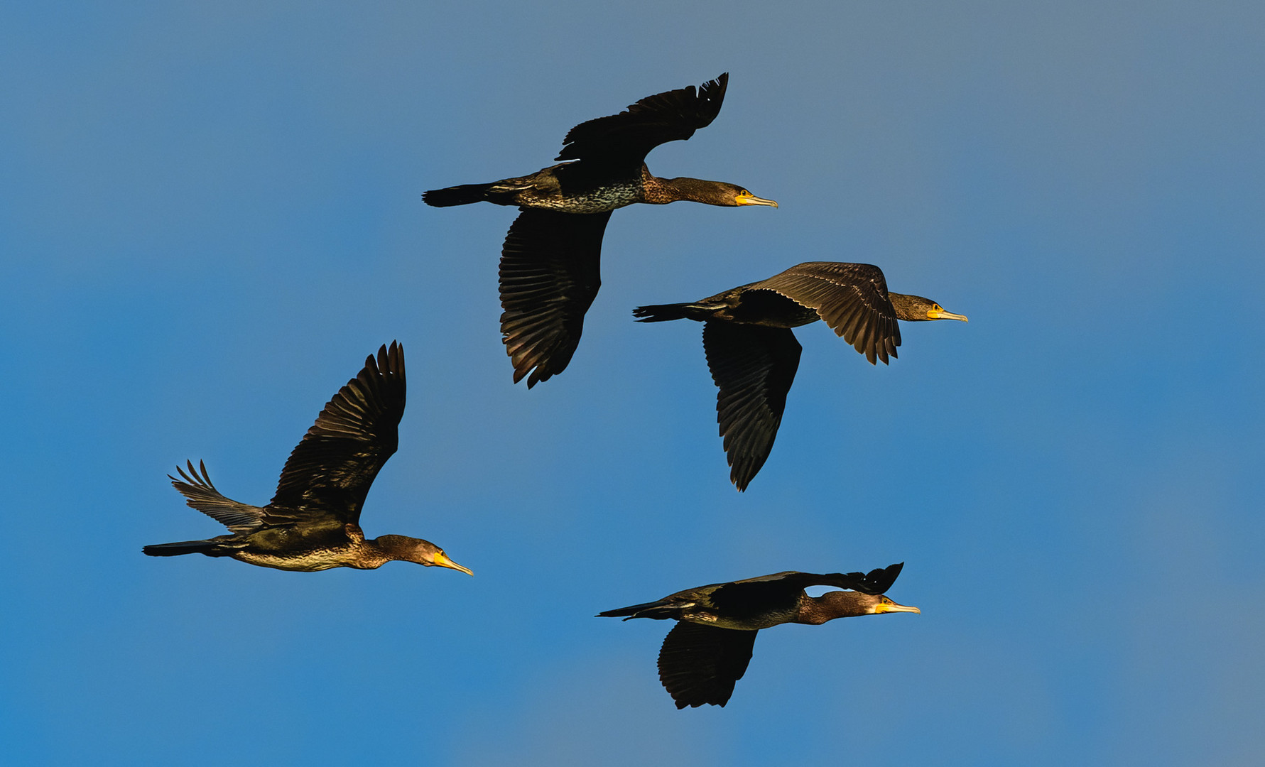 Kormoran - Phalacrocorax carbo