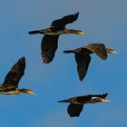 Kormoran - Phalacrocorax carbo