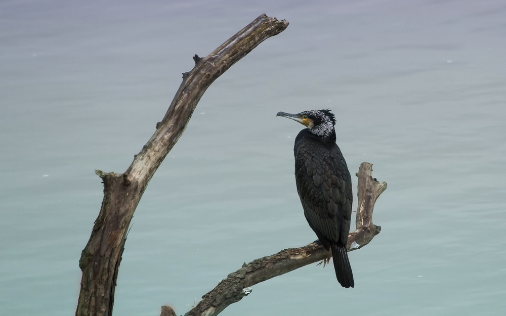 Kormoran (Phalacrocorax carbo)