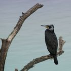 Kormoran (Phalacrocorax carbo)