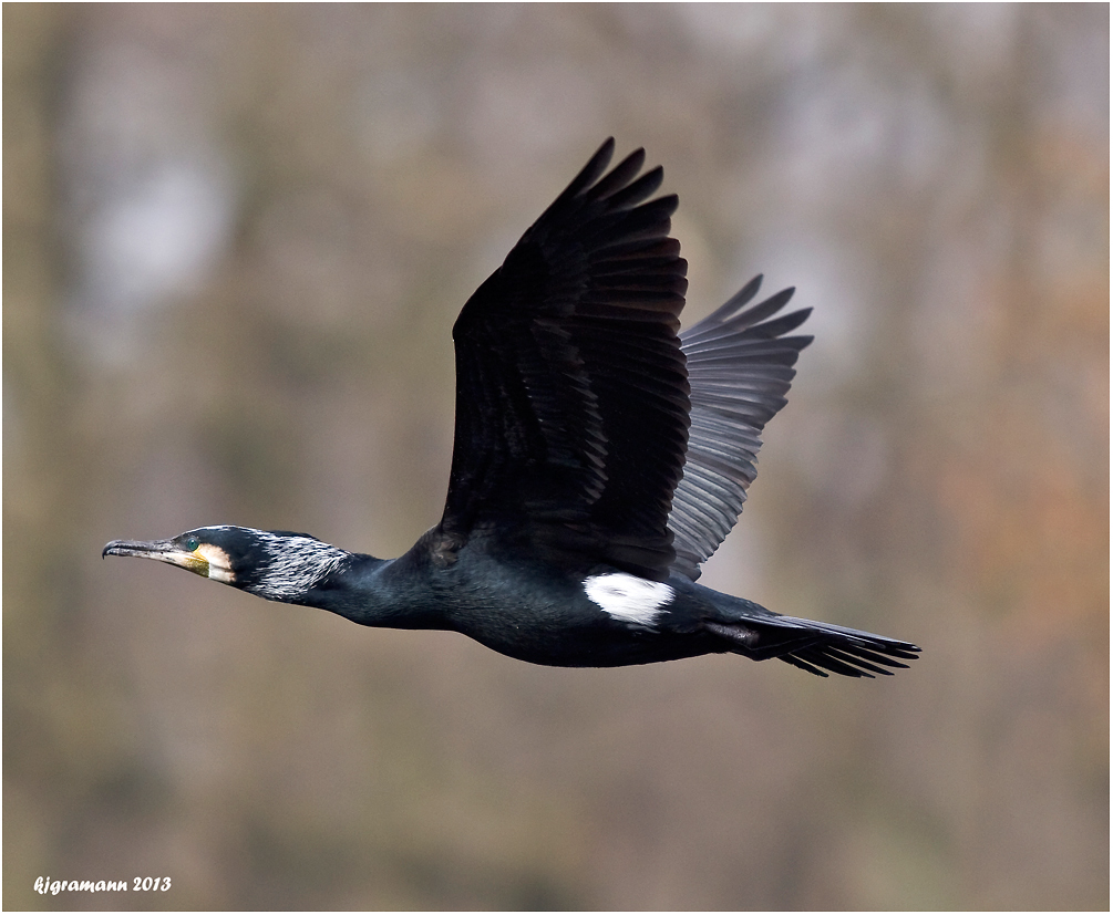 Kormoran (Phalacrocorax carbo)......