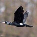 Kormoran (Phalacrocorax carbo)......