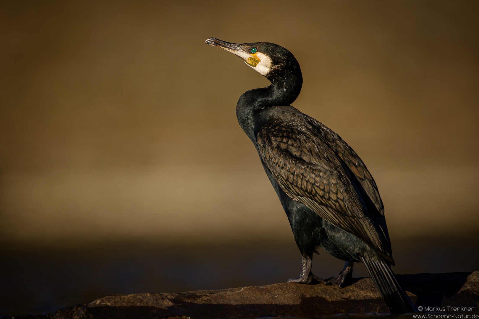 Kormoran [Phalacrocorax carbo]