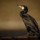 Kormoran [Phalacrocorax carbo]