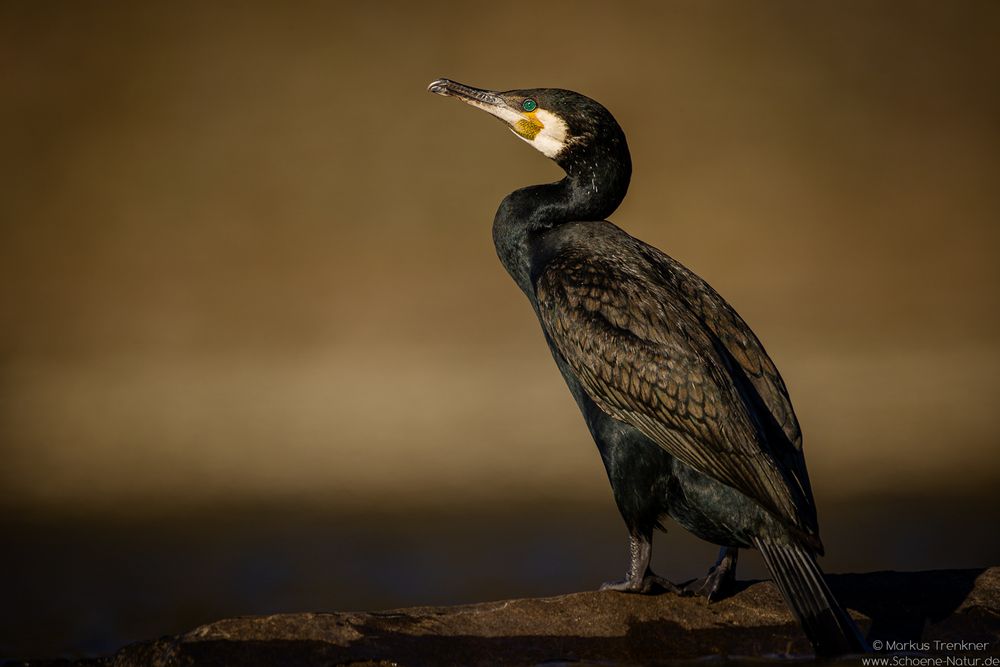 Kormoran [Phalacrocorax carbo]