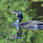 Kormoran (Phalacrocorax carbo)