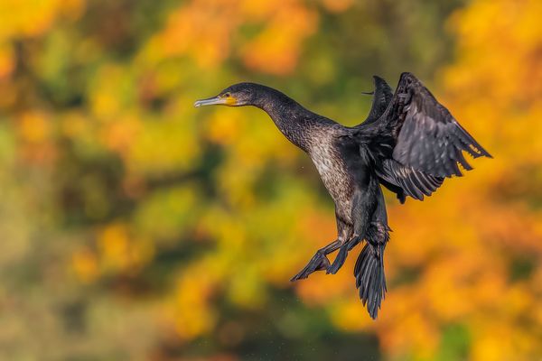 Kormoran (Phalacrocorax carbo)