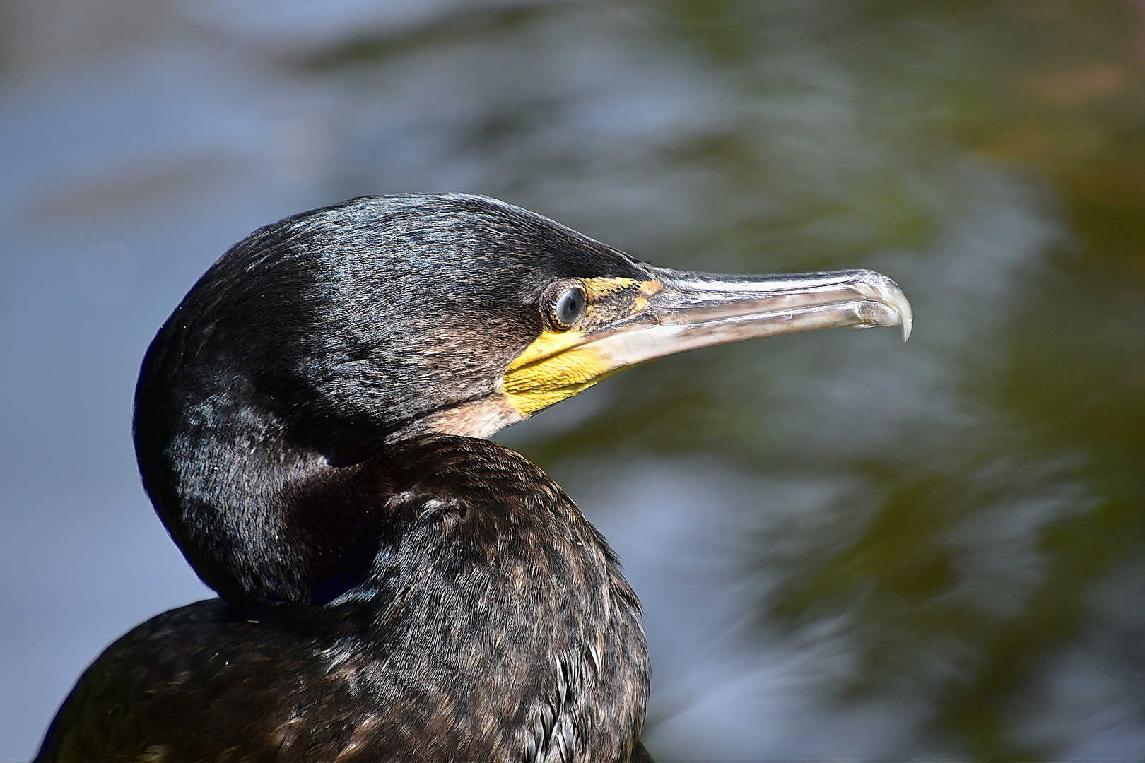 Kormoran (Phalacrocorax carbo)