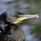 Kormoran (Phalacrocorax carbo)