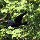 Kormoran (Phalacrocorax carbo)