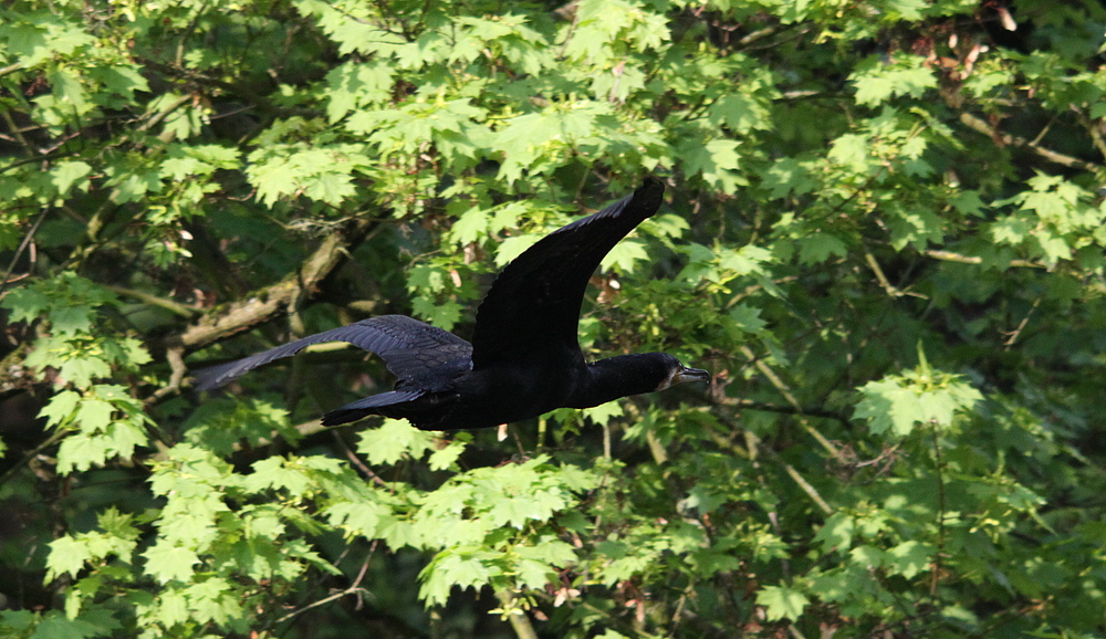 Kormoran (Phalacrocorax carbo)