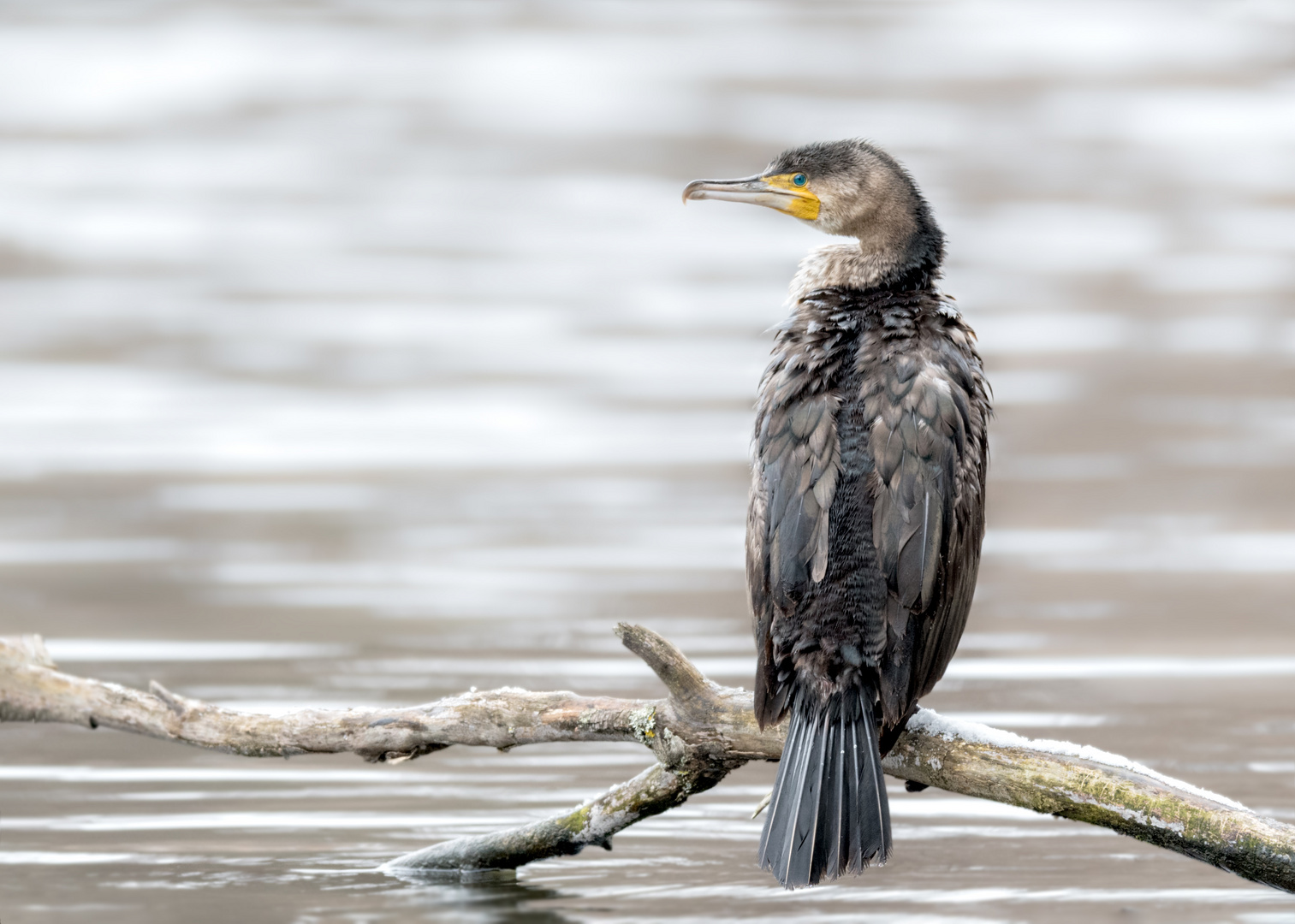 Kormoran (Phalacrocorax carbo) 