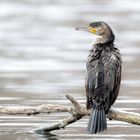 Kormoran (Phalacrocorax carbo) 