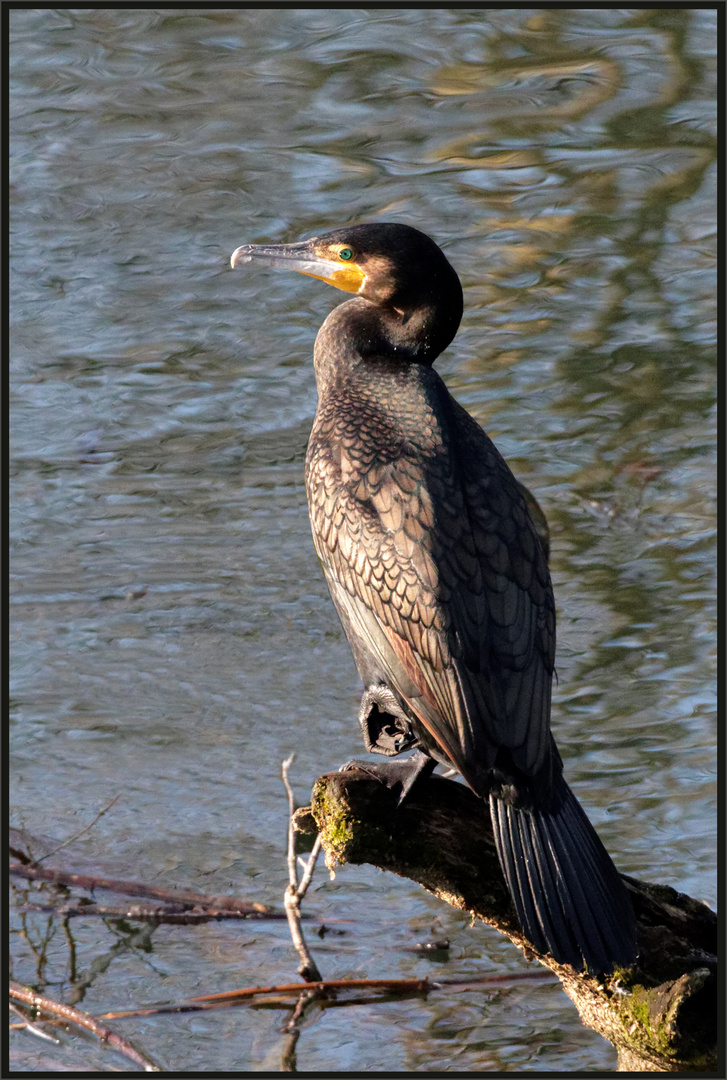 Kormoran (Phalacrocorax carbo)