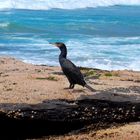 Kormoran (Phalacrocorax carbo) am Rennies Beach in Ulladulla