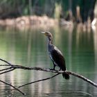 Kormoran (Phalacrocorax carbo)  auf seinem Ansitz