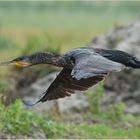 Kormoran - Phalacrocorax carbo