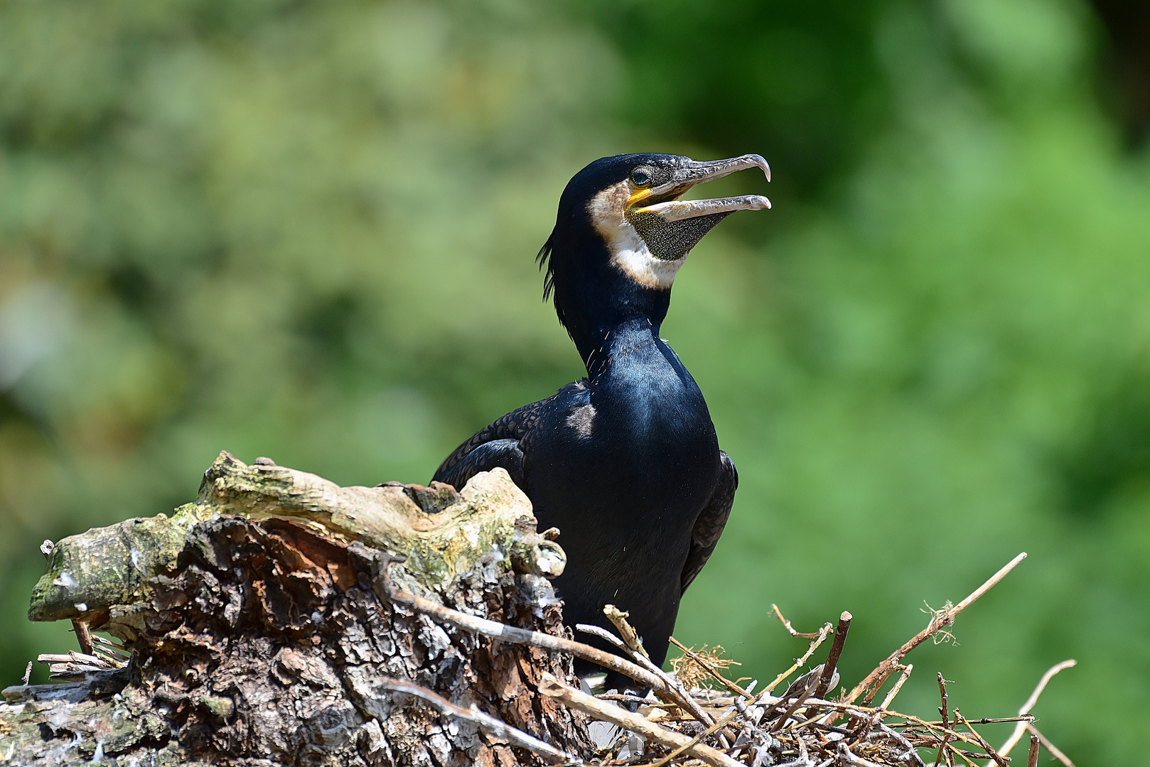 Kormoran (Phalacrocorax carbo)