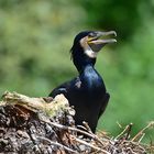 Kormoran (Phalacrocorax carbo)