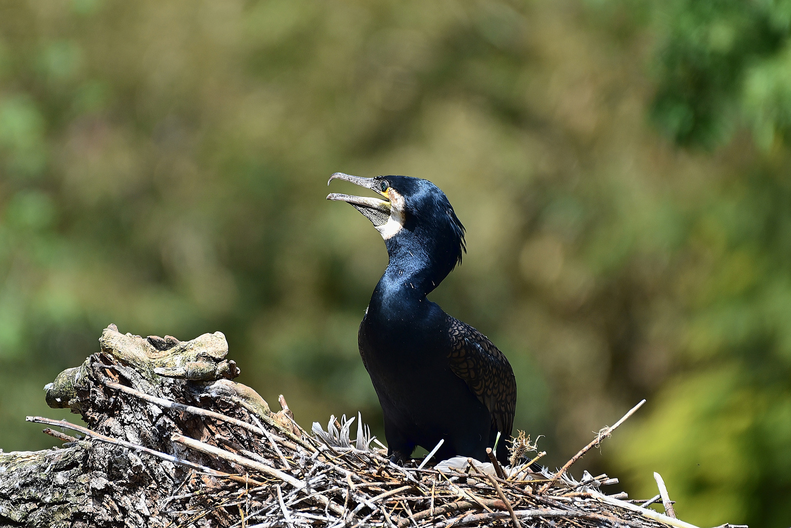 Kormoran (Phalacrocorax carbo)