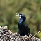 Kormoran (Phalacrocorax carbo)