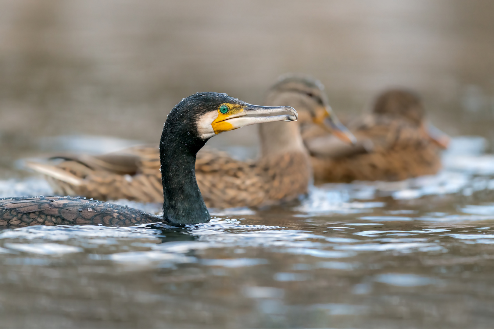 Kormoran (Phalacrocorax carbo)