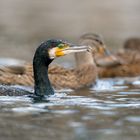 Kormoran (Phalacrocorax carbo)