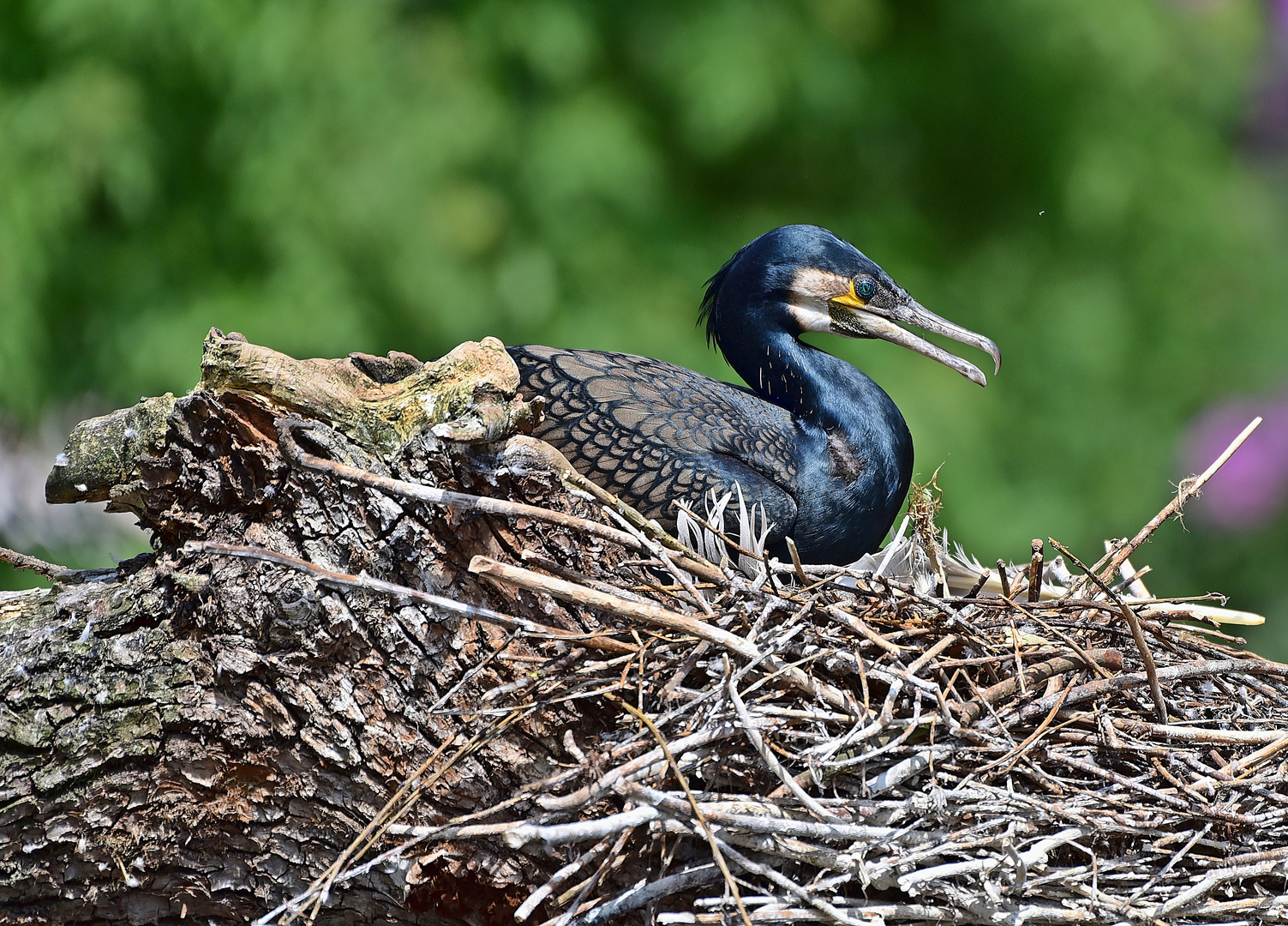 Kormoran (Phalacrocorax carbo)