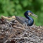 Kormoran (Phalacrocorax carbo)