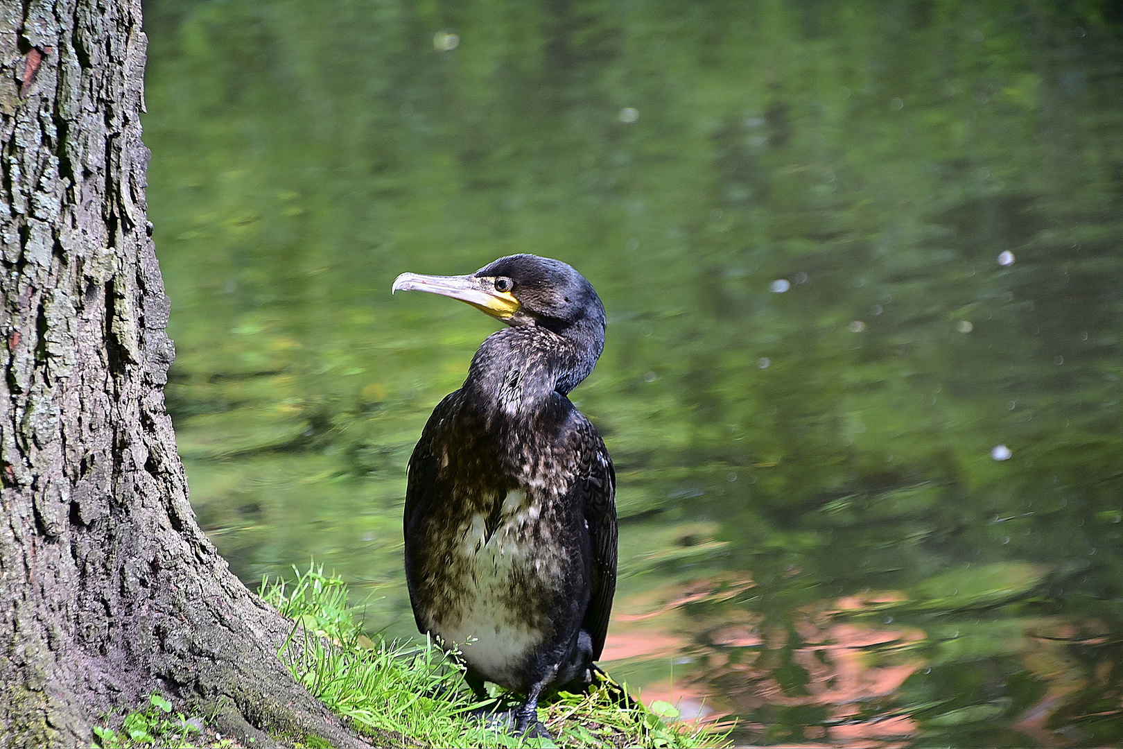 Kormoran (Phalacrocorax carbo)