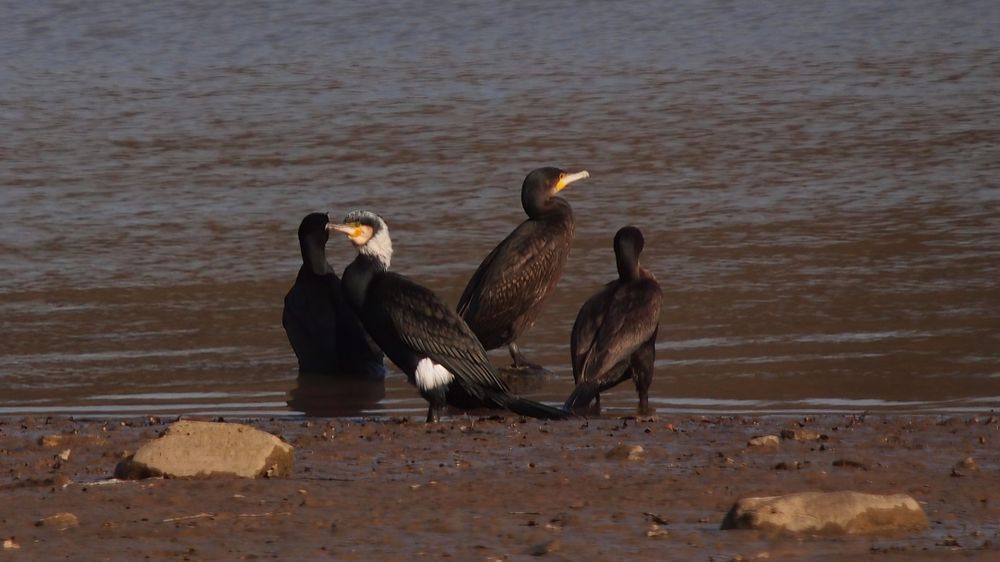 Kormoran (Phalacrocorax carbo) 