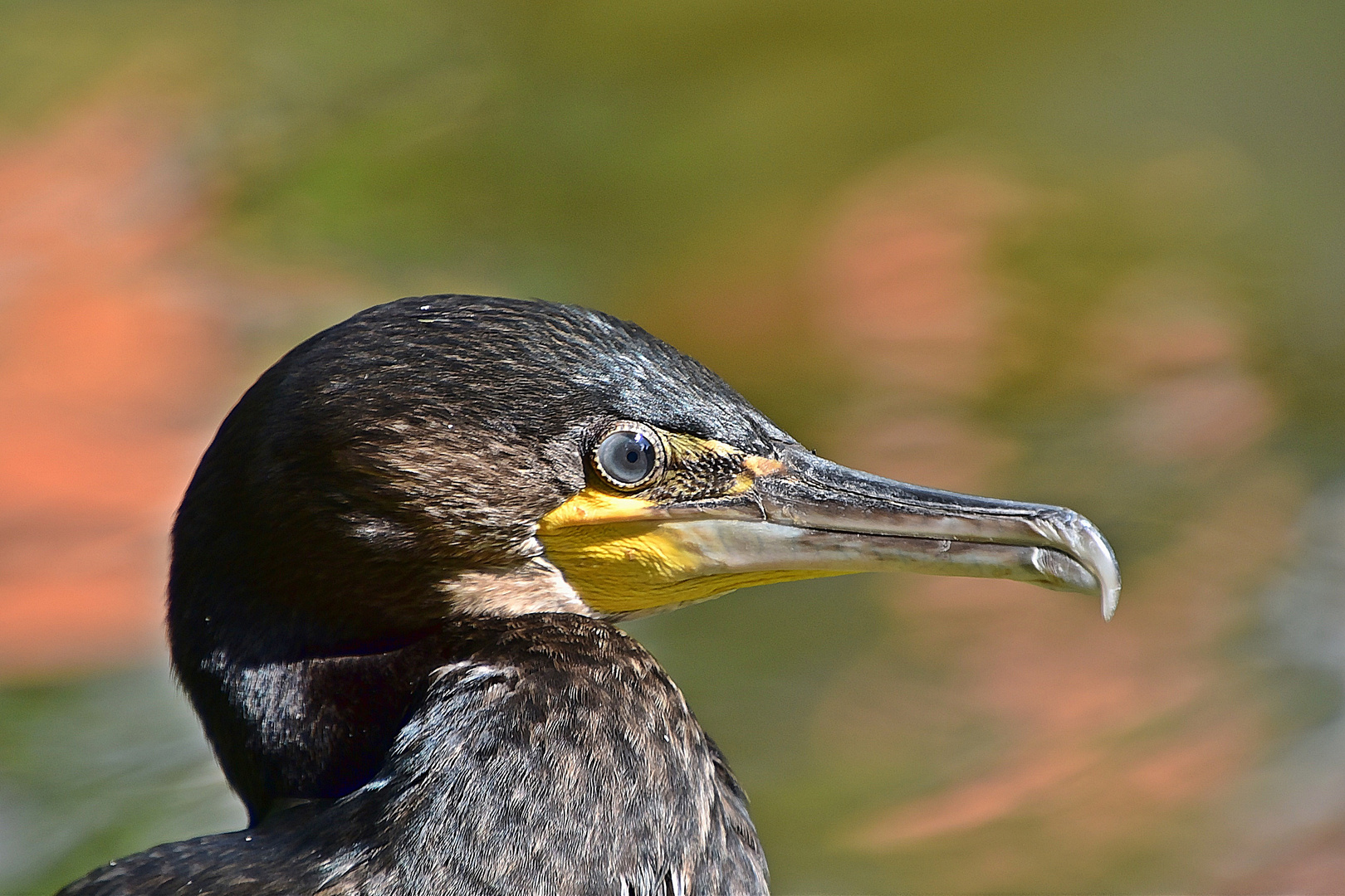 Kormoran (Phalacrocorax carbo)