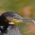 Kormoran (Phalacrocorax carbo)