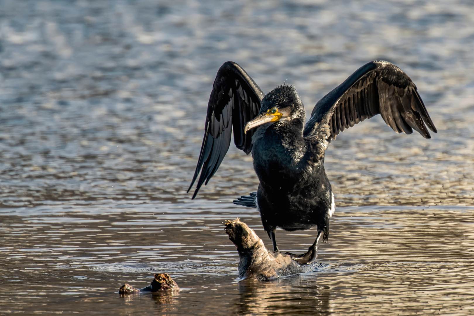  Kormoran (Phalacrocorax carbo)