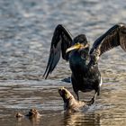  Kormoran (Phalacrocorax carbo)