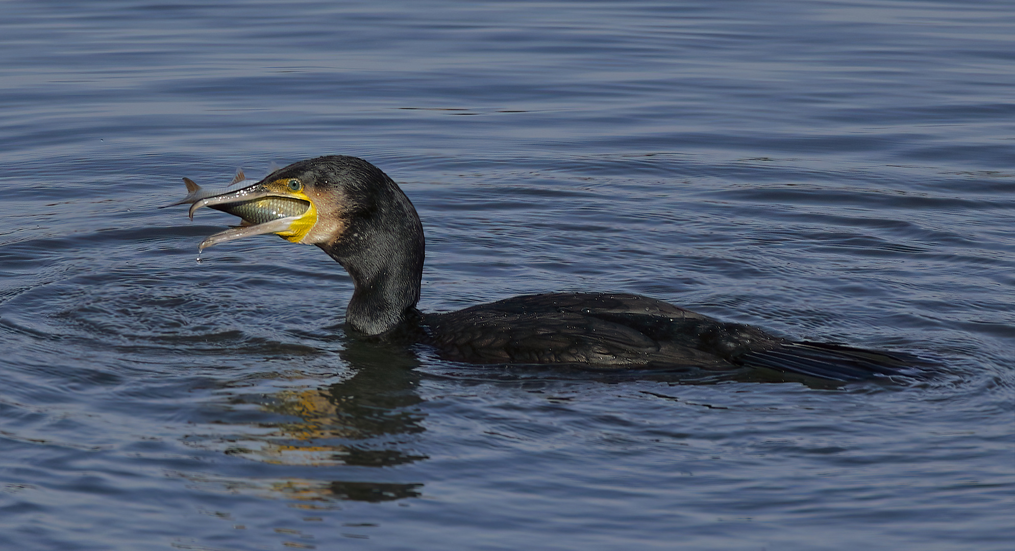 Kormoran (Phalacrocorax carbo)